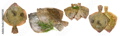 Psetta maxima (Turbot Fish) on white background photo