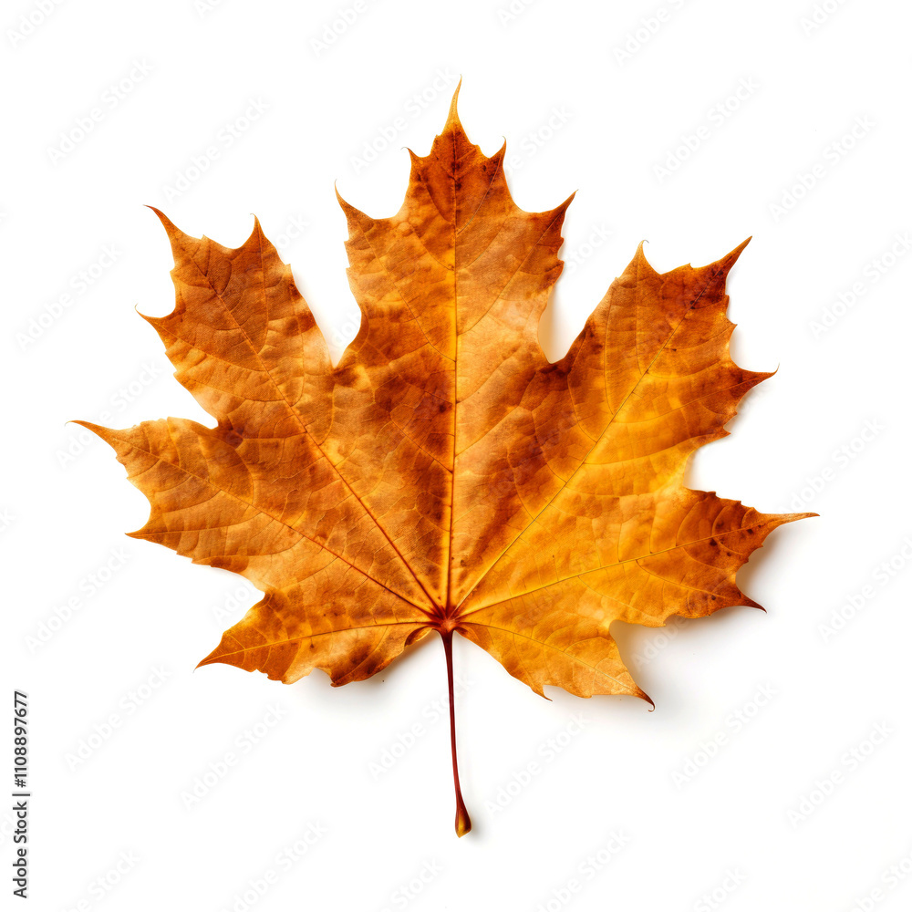 Fototapeta premium Single dried orange maple leaf isolated on white.