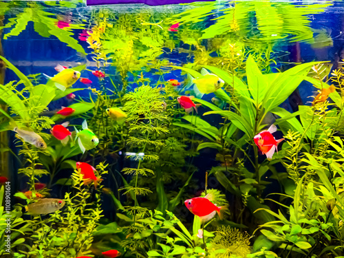 Tropical sea underwater fishes on coral reef. Aquarium oceanarium wildlife colorful marine panorama landscape nature snorkel diving. photo