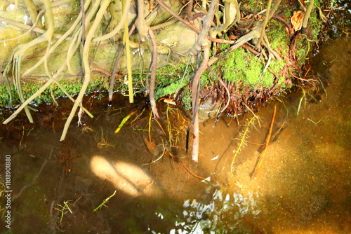 水際の植物の根っこ