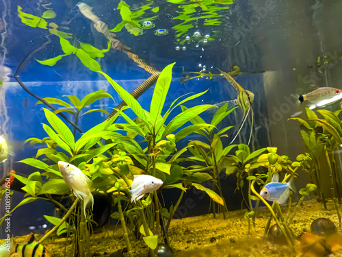 Sea underwater landscape with seaweeds and corals, undersea or ocean natural background. Fish shoals, jellyfish and starfish in tropical coral reef, ocean world and underwater marine landscape.