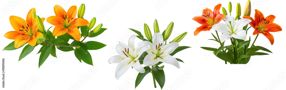 Obraz premium PNG floral arrangements of colorful lilies with green foliage.