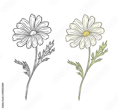 Vector illustration of chamomile. Two variants of illustration in color and black and white. Hand-drawn graphics. Chamomile packaging design. Herbal drink, healthy herbs, cosmetics.