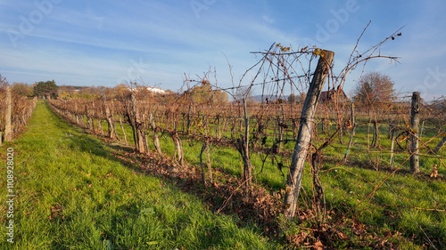 фотографія A sunlit vineyard in autumn showcases dormant grapevines, illustrating the cycli