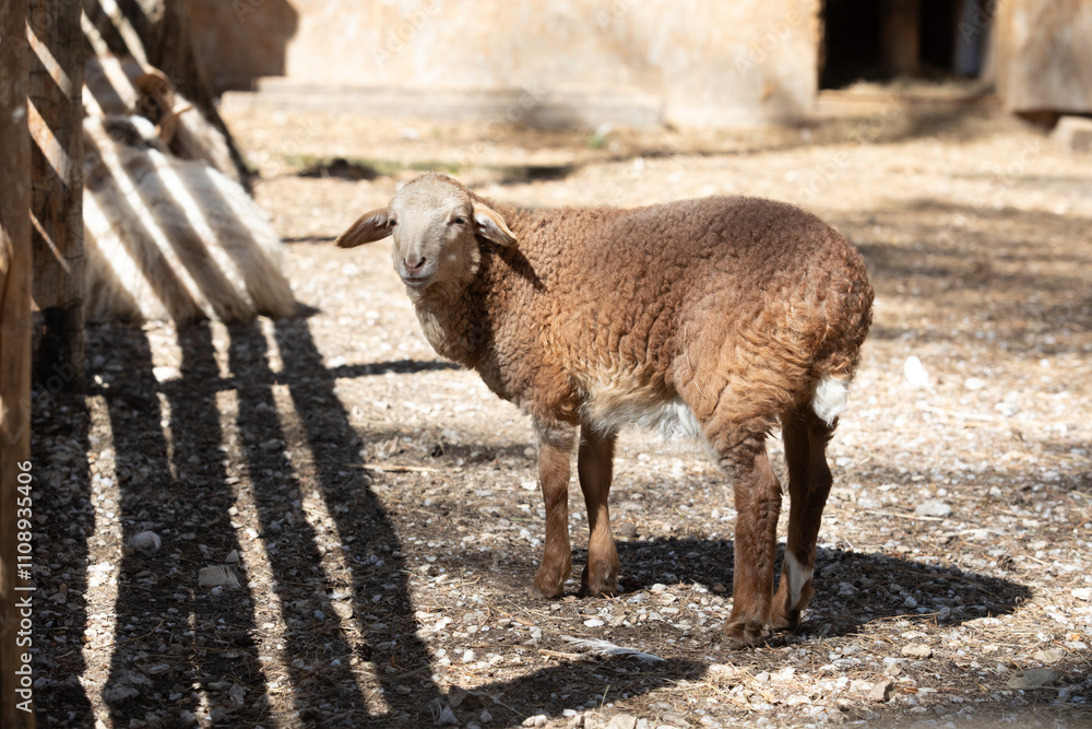 Obraz premium sheep on a farm
