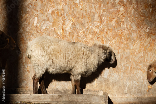 sheep on a farm photo