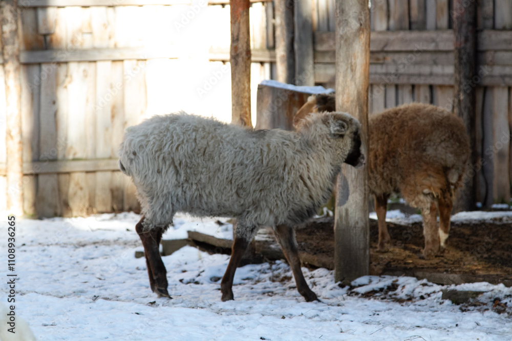 Fototapeta premium sheep on a farm