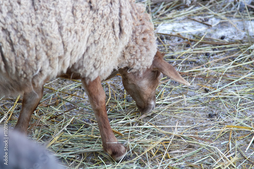 young sheep on a farm photo