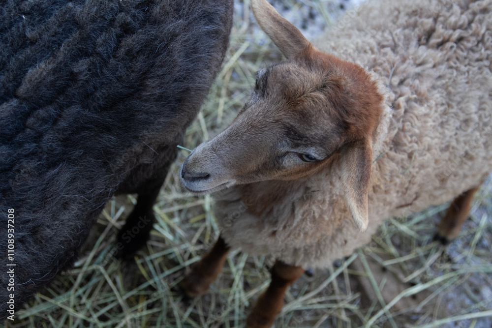 Obraz premium sheep on a farm
