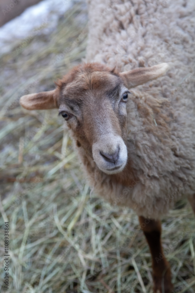 Obraz premium young sheep on a farm