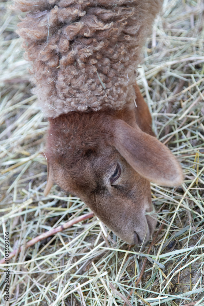 Obraz premium young sheep on a farm