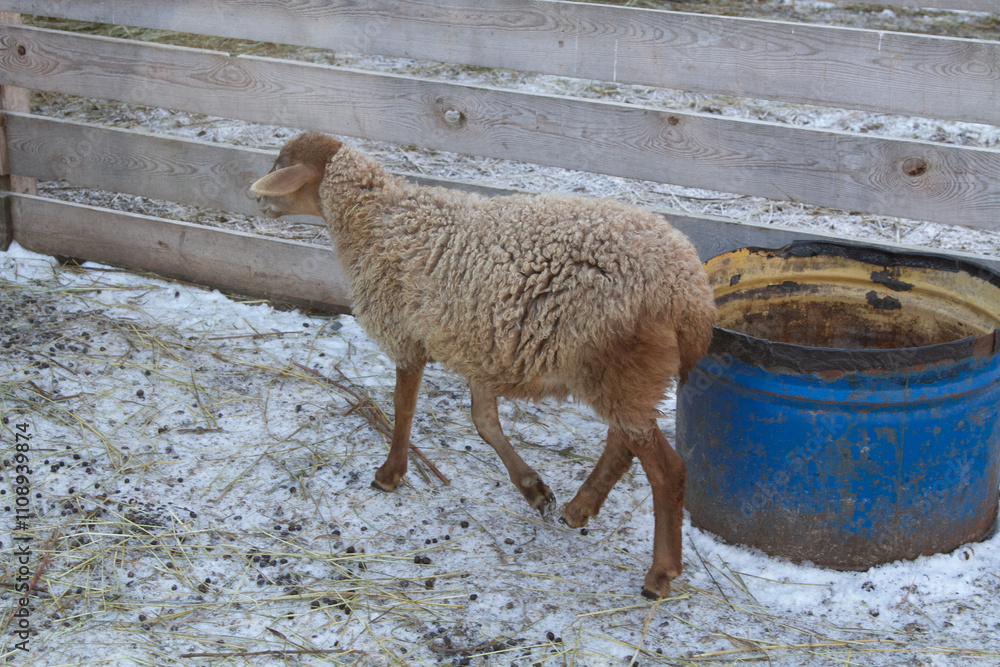 Naklejka premium young sheep on a farm