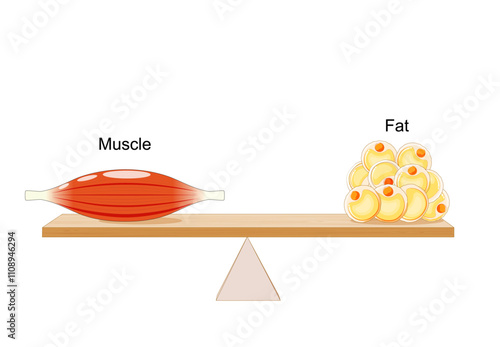 Balance between muscle and fat