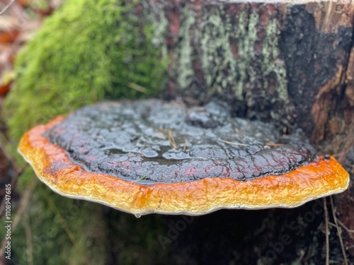 Big orange shelf mushroom growing next to moss photo