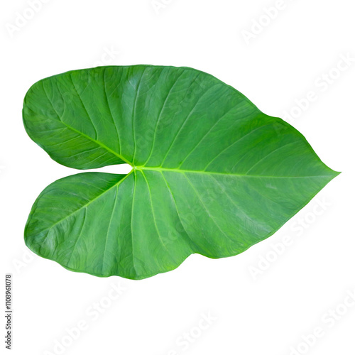 Fresh green leaves of xanthosoma sagittifolium