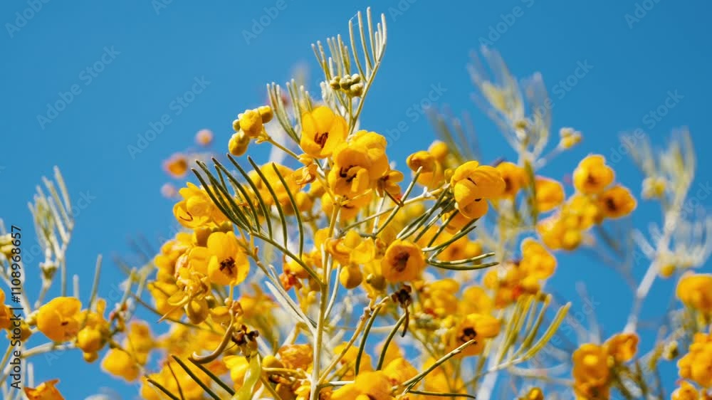 Beautiful slow motion footage of a bright yellow mimosa with a clear blue sky as a background. Concept of spring, hope and happiness. Concept of 8 of March Women's Day.