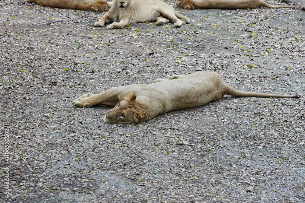 Fototapeta premium Lion lying on rock in forest