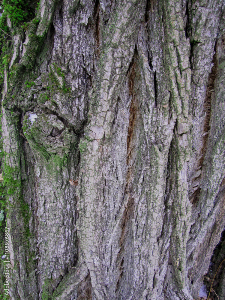 Obraz premium Tree bark, acacia. Background