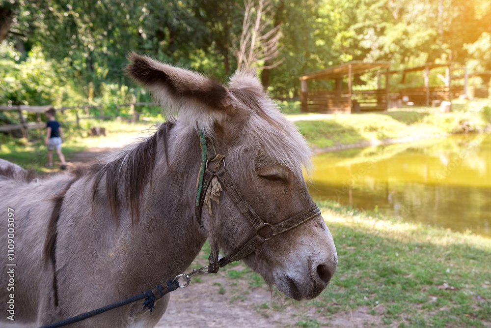 Close-up of a curious donkey peeking through a wooden fence on a sunny day. Ideal for themes of rural life, farm animals, and nature. Close-up of a curious donkey peeking through a wooden fence on a sunny day. Ideal for themes of rural life, farm animals, and nature.