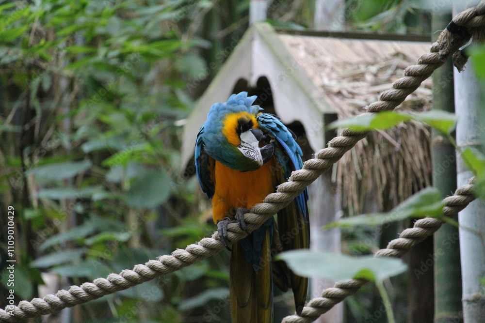 Obraz premium Yellow and blue macaw 