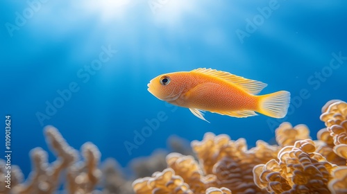  a bright orange fish swimming in the ocean amongst a vibrant coral reef The fish is surrounded by a variety of aquatic plants, creating a stunning underwater scene