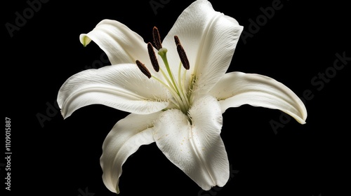 Close-up of a single white lily flower against a black background.