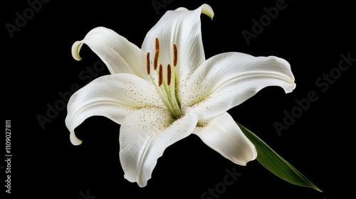 Close-up of a single, elegant white lily flower with delicate petals and visible stamens against a black background.
