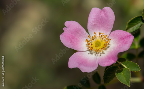 Close-up of a common wild rose (Rosa woodsii) near Haarlem, Western Cape.
