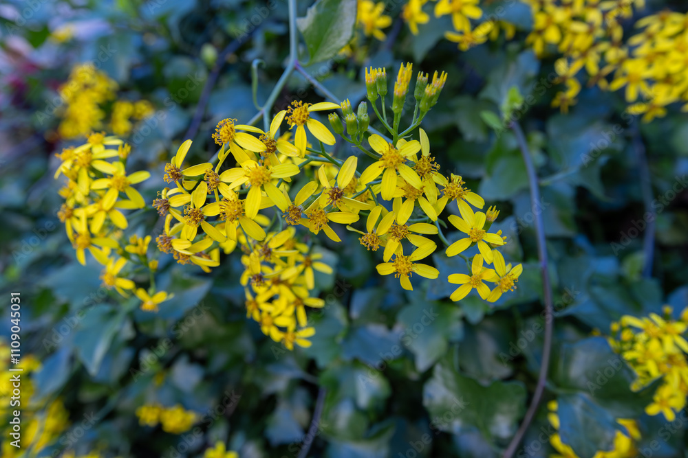 Creeping groundsel or Senecio angulatus with yellow flowers in the Izmir region of Turkey