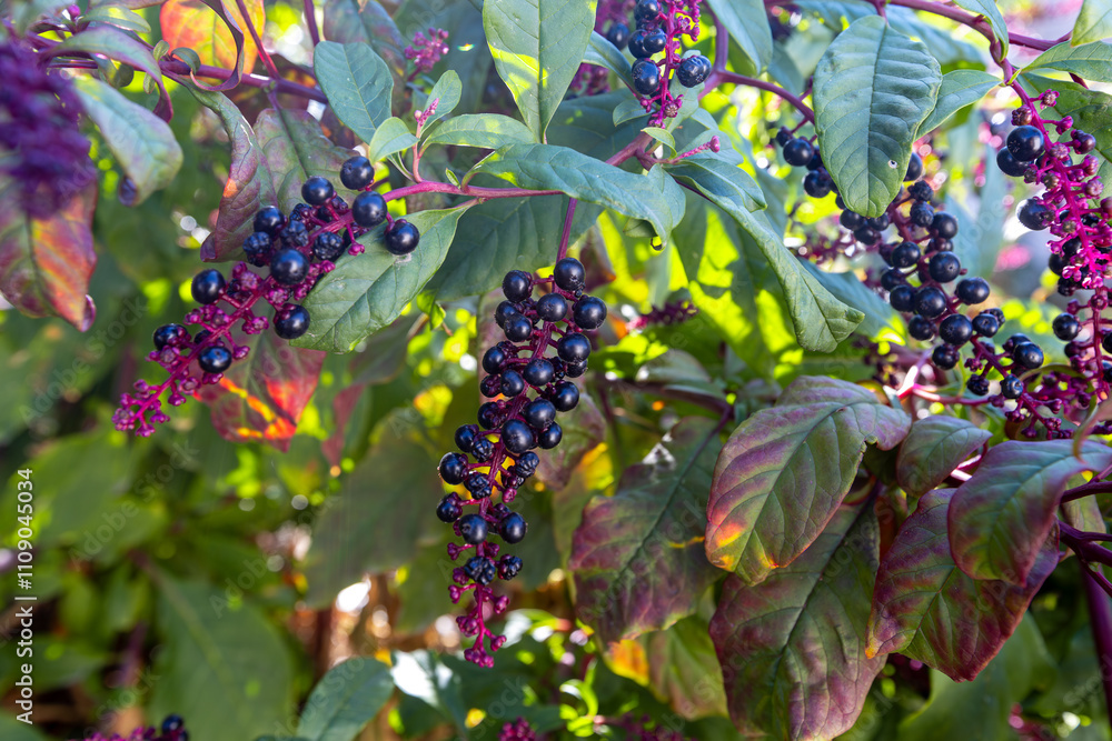 A perennial broad-leaved plant (Phytolacca decandra) with the common name: (Sekerciboyası)