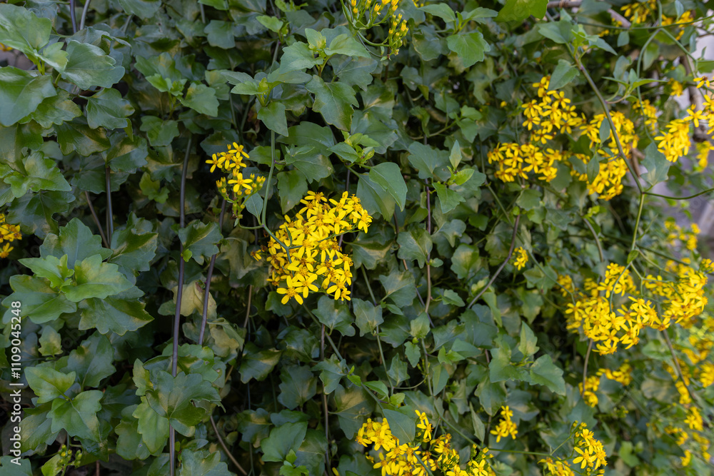 Creeping groundsel or Senecio angulatus with yellow flowers in the Izmir region of Turkey