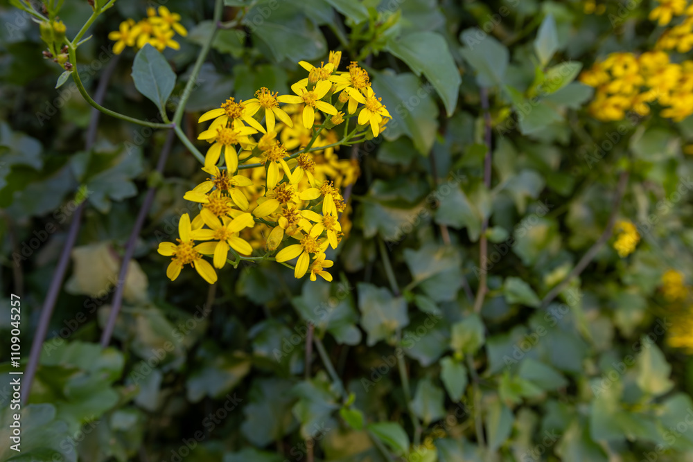Creeping groundsel or Senecio angulatus with yellow flowers in the Izmir region of Turkey