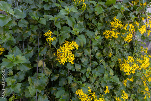 Obraz na płótnie Creeping groundsel or Senecio angulatus with yellow flowers in the Izmir region of Turkey w salonie