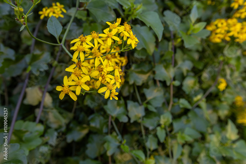 Obraz na płótnie Creeping groundsel or Senecio angulatus with yellow flowers in the Izmir region of Turkey w salonie