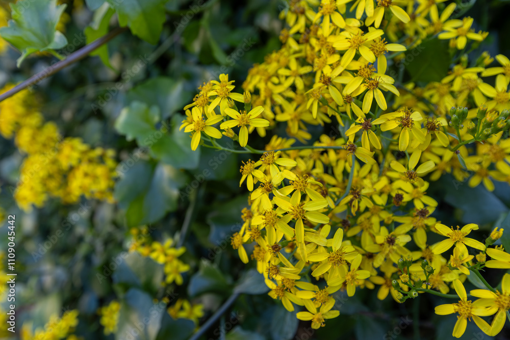 Creeping groundsel or Senecio angulatus with yellow flowers in the Izmir region of Turkey