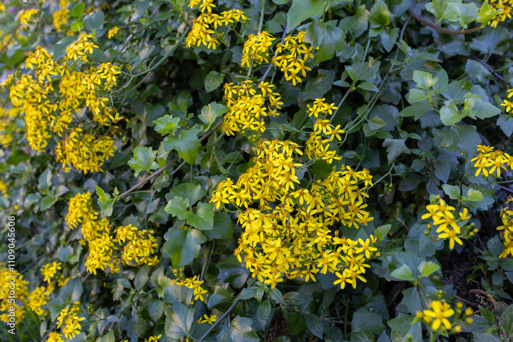 Creeping groundsel or Senecio angulatus with yellow flowers in the Izmir region of Turkey
