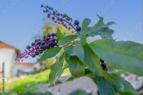 Obraz na płótnie A perennial broad-leaved plant (Phytolacca decandra) with the common name: (Sekerciboyası) w salonie