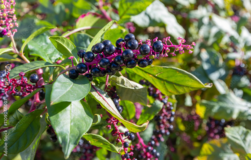 A perennial broad-leaved plant (Phytolacca decandra) with the common name: (Sekerciboyası)