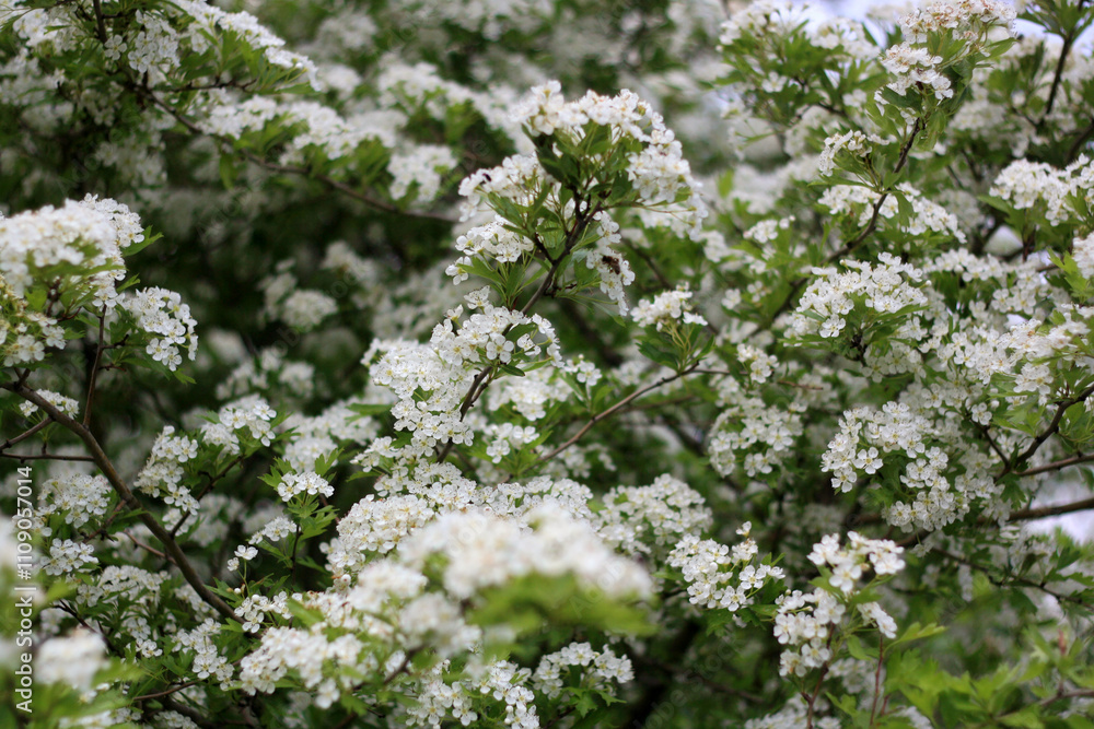 Summer Bloom: Nature Flourishing Beyond the City Summer Bloom: Nature Flourishing Beyond the City