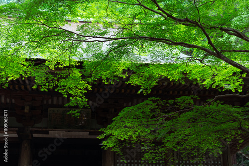 fresh green Japanese maple tree in summer
