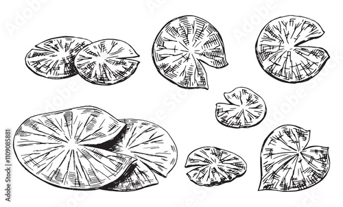 Outline drawings collection of water lily plants in pond, leaf pads. Set of lotus leaves in sketch style. Botanical vector illustration isolated on white.