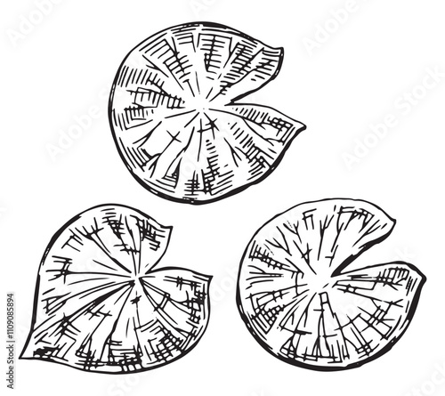 Outline drawings of water lily plants in pond, leaf pads. Set of lotus leaves in sketch style. Botanical vector illustration isolated on white.