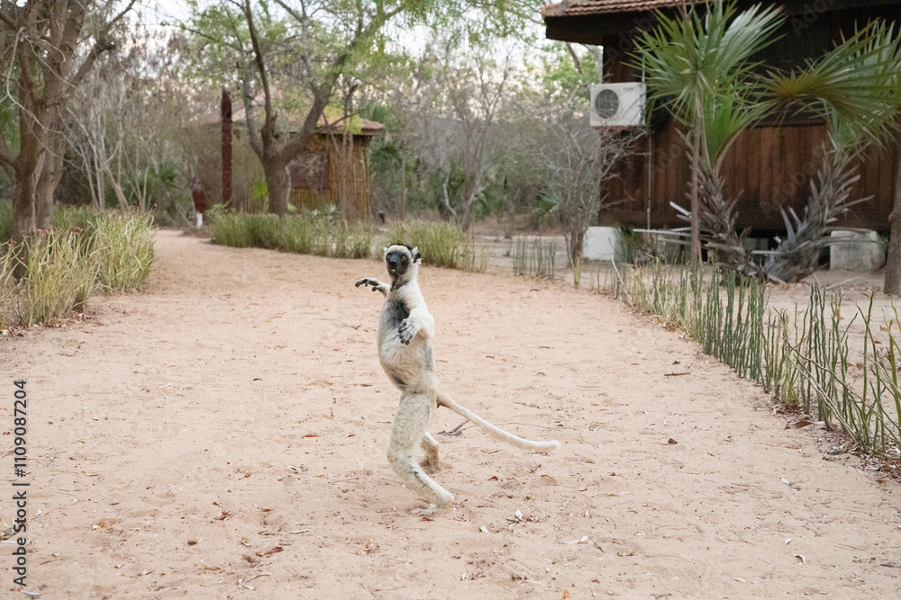 Naklejka premium Verreaux's white sifaka with dark head Madagascar island fauna.