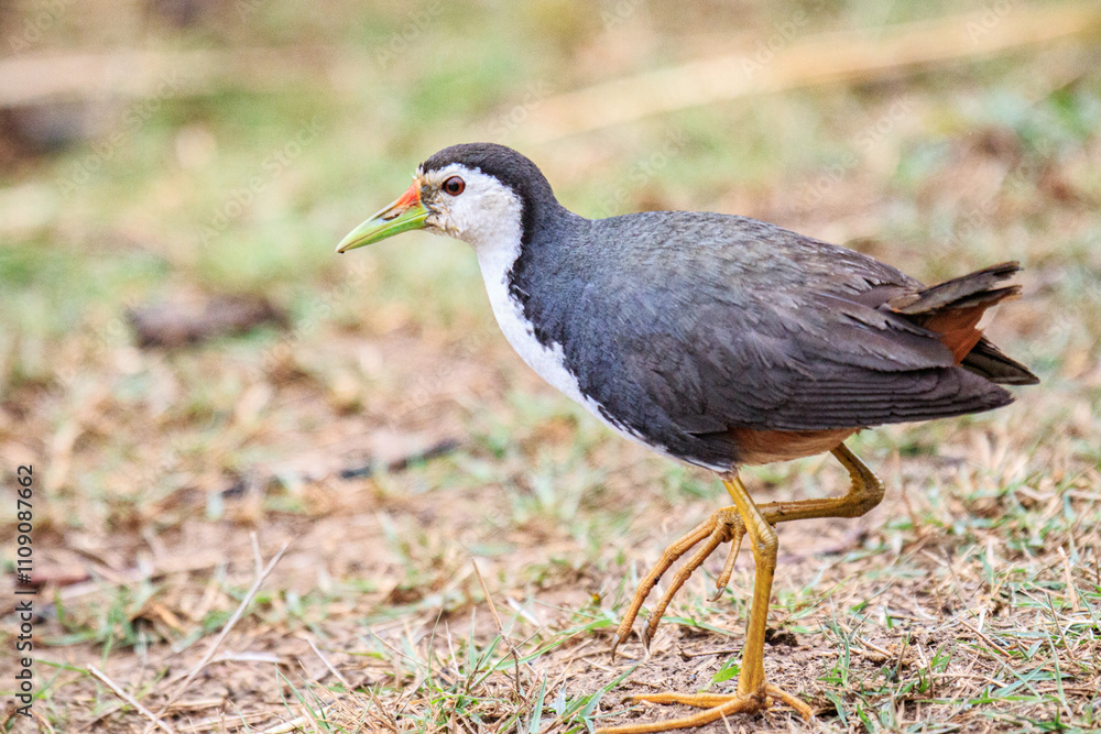White-breasted Waterhen Walking in Natural Habitat, Mai Po Natural Reserve, Hong Kong White-breasted Waterhen Walking in Natural Habitat, Mai Po Natural Reserve, Hong Kong