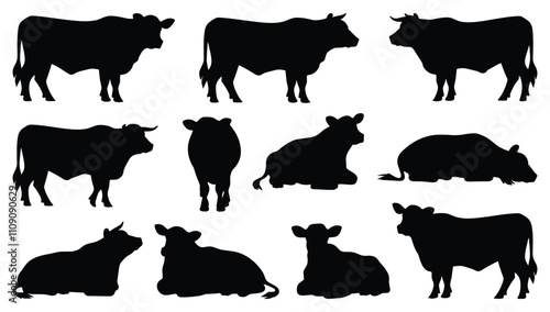 Set of angus cattle silhouettes in various poses. isolated vector on white background.