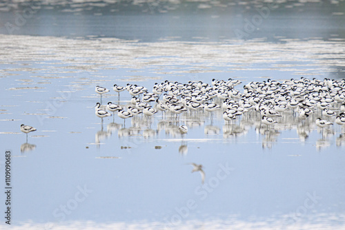 Flock of Pied Avocets Resting in Wetlands, Mai Po Natural Reserve, Hong Kong photo