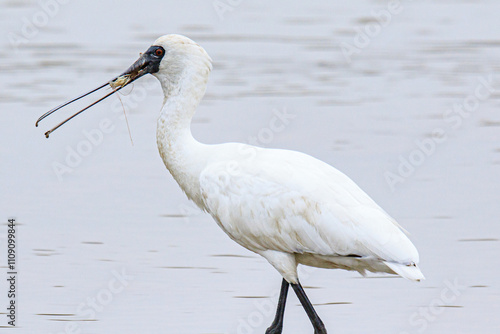 Black-Faced Spoonbill Catching Shrimp in Shallow Water, Mai Po Natural Reserve, Hong Kong photo