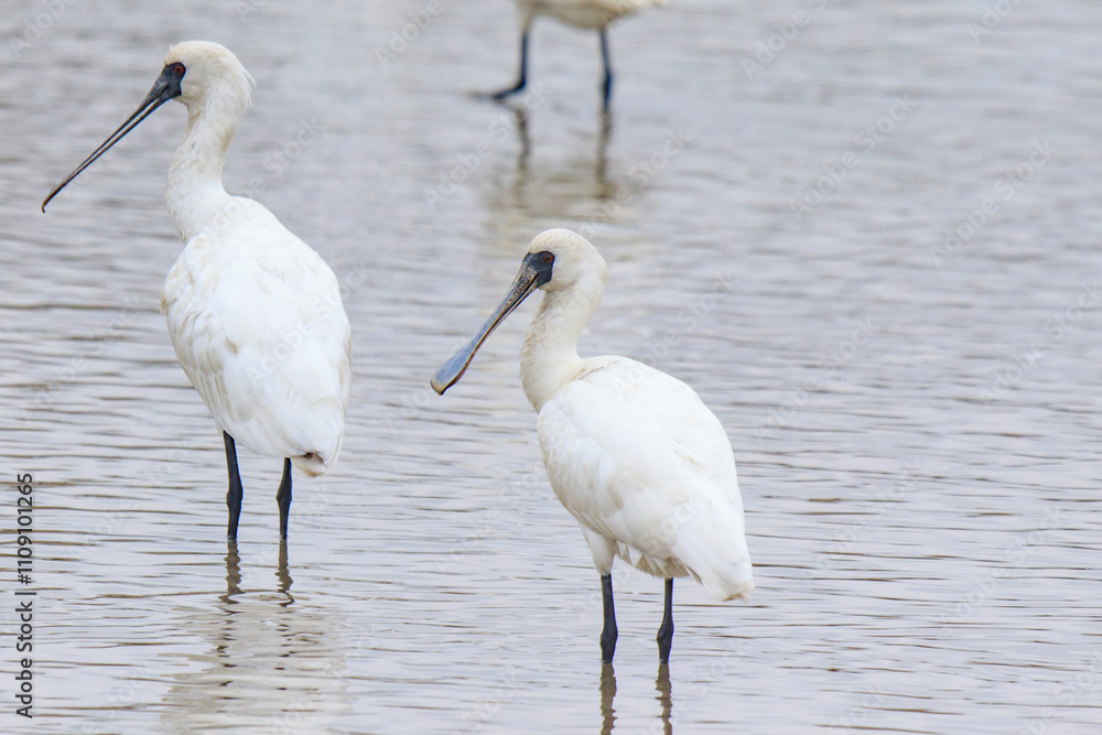 Black-Faced Spoonbills Wading in Shallow Water, Mai Po Natural Reserve, Hong Kong Black-Faced Spoonbills Wading in Shallow Water, Mai Po Natural Reserve, Hong Kong