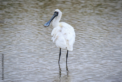 Black-Faced Spoonbill Standing Gracefully in Water, Mai Po Natural Reserve, Hong Kong photo