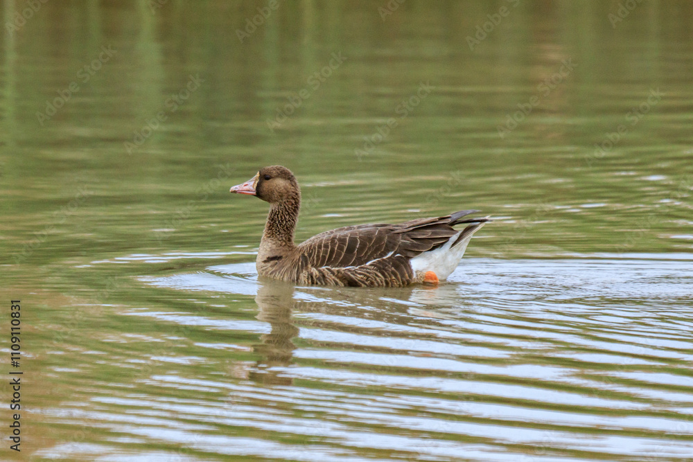 Fototapeta premium White Fronted Goose Swimming in Calm Pond, Mai Po Natural Reserve, Hong Kong